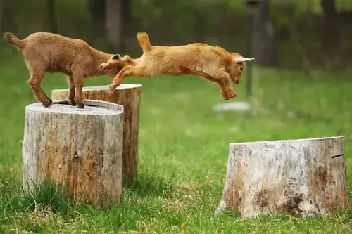 Can Goats Jump High? A Complete Guide for Owners