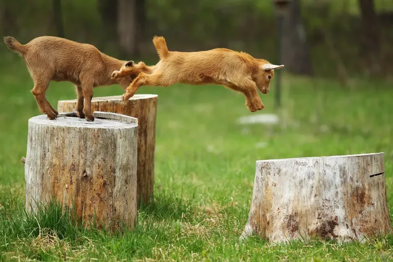 Can Goats Jump High?