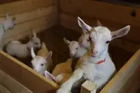 Can Goats Live In An Urban Environment? What Every Goat Owner Should Know