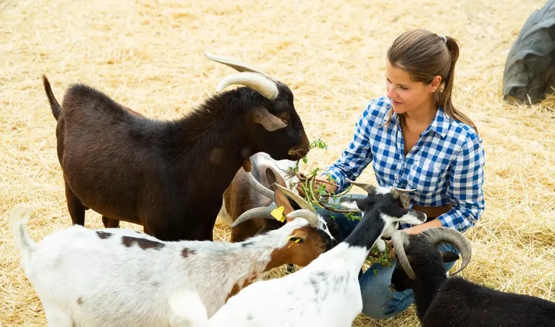 Can Goats Love Humans? A Complete Guide for Owners