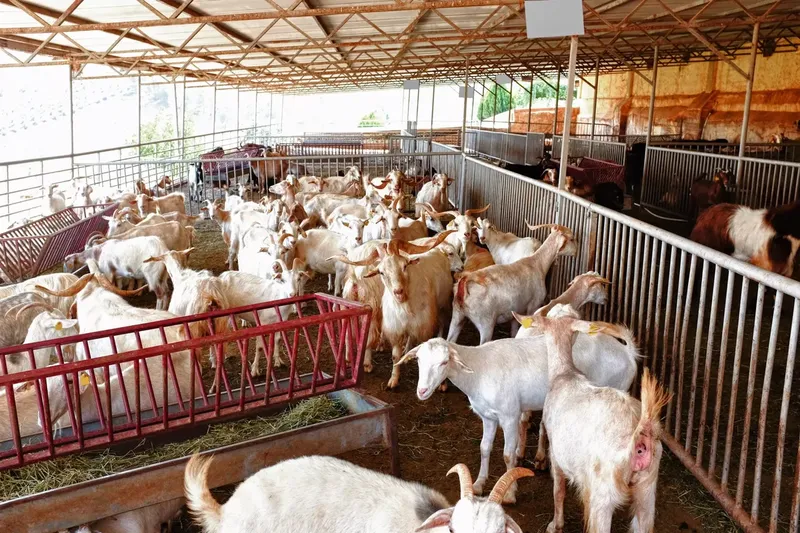 Can Goats Make Money?