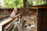 Can Goats Pigs and Chickens Live In The Same Barn? The Answer May Surprise You