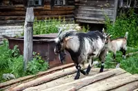 Can Hoof Rot Kill A Goat? What Goat Owners Need to Know