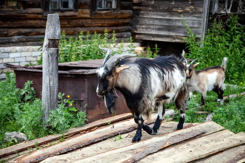 Can Hoof Rot Kill A Goat? What Goat Owners Need to Know
