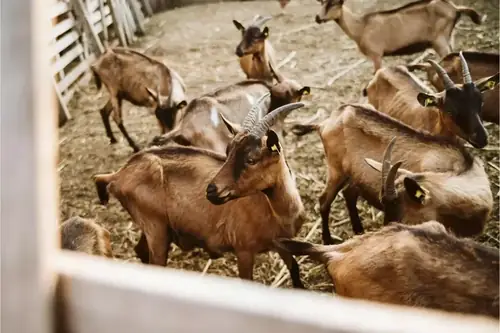Can I Give A Sick Goat Water Through A Syringe? Causes, Symptoms, and Treatment Options