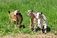 Can I Give Baby Aspirin To My Baby Goat? A Complete Guide for Goat Owners