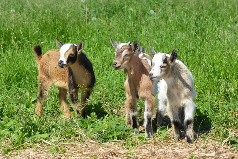 Can I Give Baby Aspirin To My Baby Goat? A Complete Guide for Goat Owners