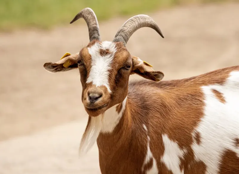 Can I Give My Goat Pepto Bismol? Facts, Risks, and Practical Tips