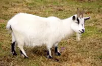Can I Have Goats Where I Live? What Every Owner Should Know