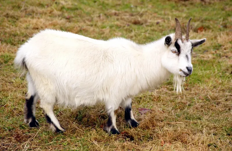 Can I Have Goats Where I Live? What Every Owner Should Know