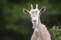 Can I Own Goats In Medford, Oregon? Facts, Risks, and Practical Tips
