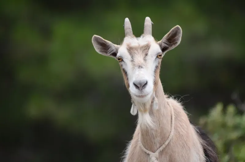 Can I Own Goats In Medford, Oregon? Facts, Risks, and Practical Tips