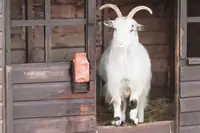 Can I Put Neosporin On My Goats? Facts, Risks, and Practical Tips