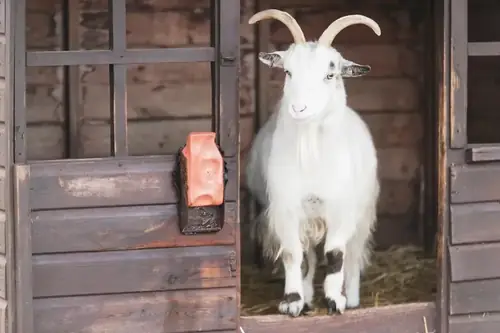 Can I Put Neosporin On My Goats? Facts, Risks, and Practical Tips