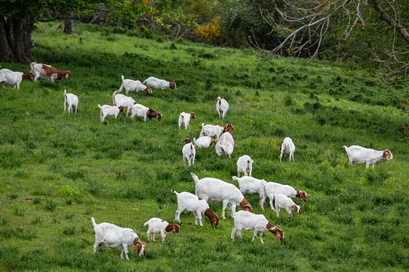 Can I Raise Goats For Milk Protein? A Complete Guide for Goat Owners