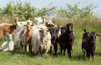 Can I Use Ivermectin Pour On In Sheep And Goats? Signs, Risks, and What to Do Next