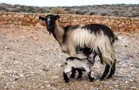Can Ibuprofen Be Given To Lactating Goats? A Complete Guide for Goat Owners