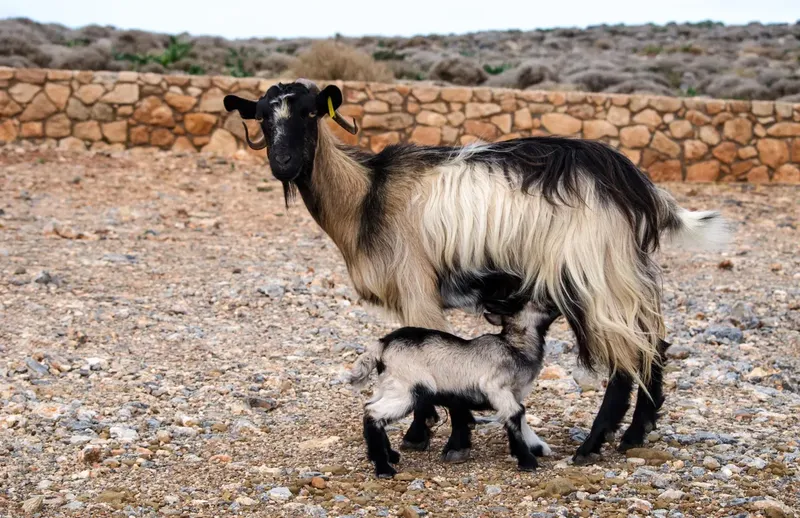 Can Ibuprofen Be Given To Lactating Goats? A Complete Guide for Goat Owners