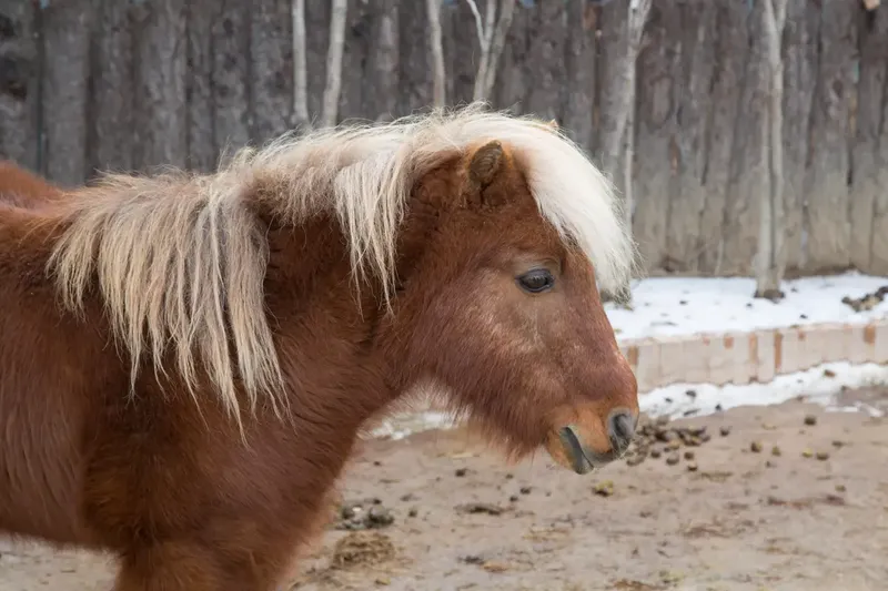 Can Mini Horses Live With Goats