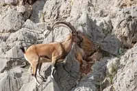Can Mountain Goats Climb Cliffs? Facts, Risks, and Practical Tips