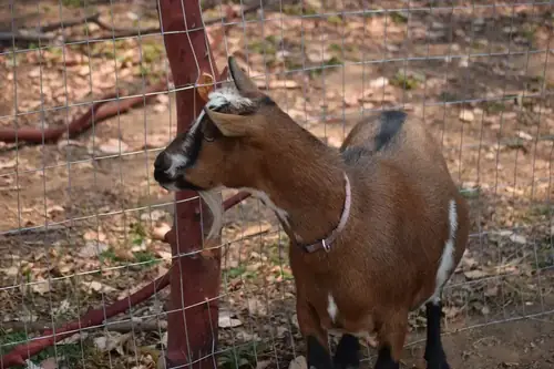 Can Nigerian Dwarf Goats Be Used For Meat? Genetics, Risks, and Outcomes