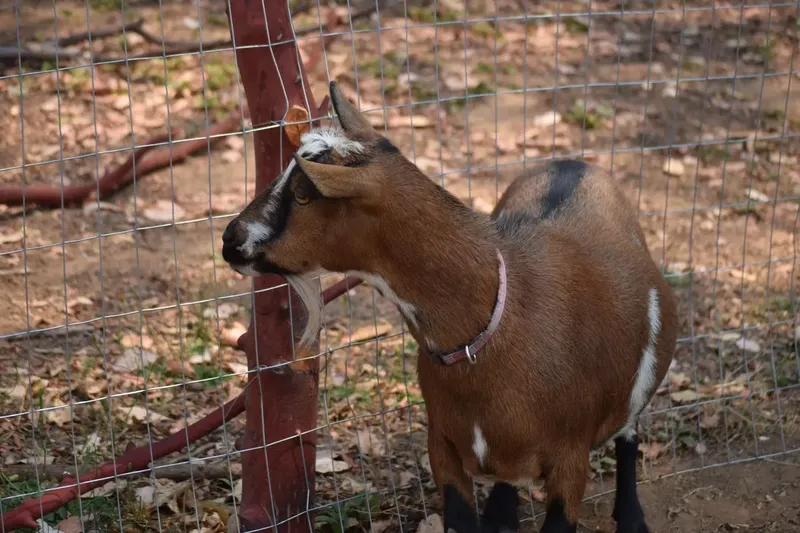 Can Nigerian Dwarf Goats Be Used For Meat?