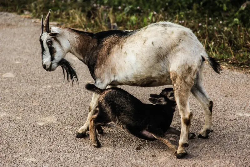 Can Nutri Drench Be Given To Lactating Goats? A Breeder's Guide to the Facts