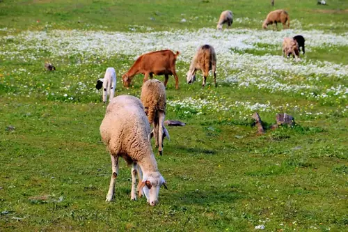 Can One Sheep Live With Goats?