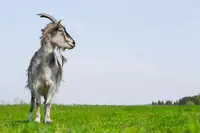 Can People Ride Goats? Signs, Risks, and What to Do Next