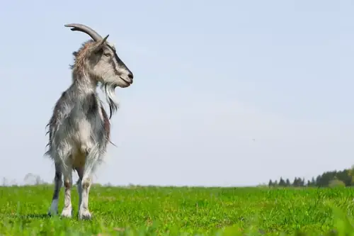 Can People Ride Goats?