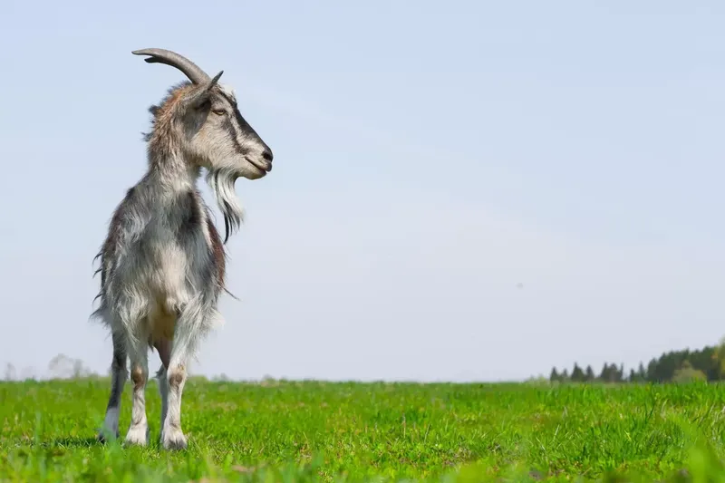 Can People Ride Goats?