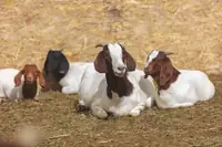Can Pregnant Boer Goats Eat Alfalfa? A Breeder's Guide to the Facts
