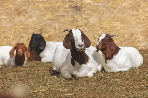 Can Pregnant Boer Goats Eat Alfalfa? A Breeder's Guide to the Facts