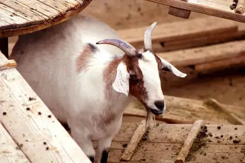 Can Pregnant Goats Eat Medicated Feed? What Goat Owners Need to Know