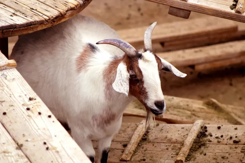 Can Pregnant Goats Eat Medicated Feed? What Goat Owners Need to Know