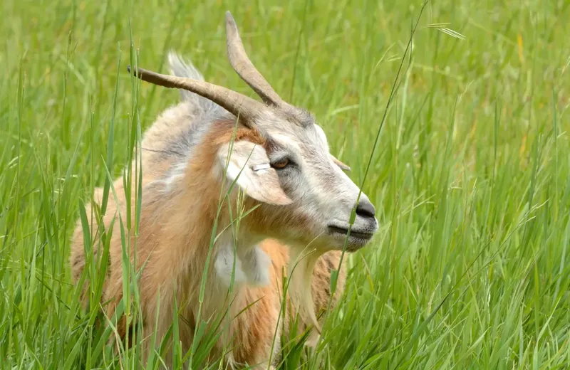 Can Pregnant Goats Have Injectable b12?