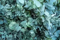 Can Goats Eat Eucalyptus? Safety, Risks, and What Owners Should Know