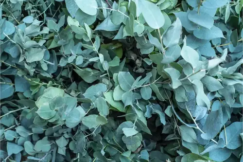 Can Goats Eat Eucalyptus? Safety, Risks, and What Owners Should Know
