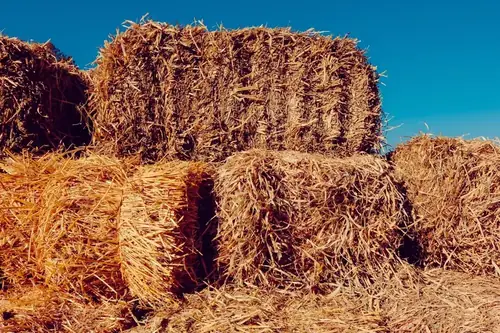 Can Goats Eat Hay? A Feeding Guide for Goat Owners