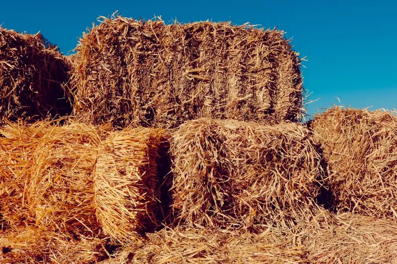 Can Pygmy Goats Eat Hay?