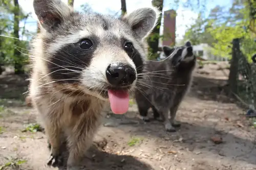 Can Raccoons Kill Goats? Causes, Symptoms, and Treatment Options