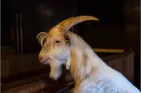 Can Rams Be In With Goat Bucks? Genetics, Risks, and Outcomes
