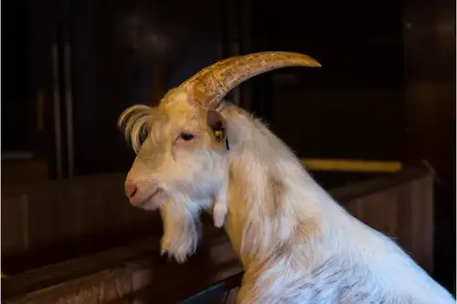 Can Rams Be In With Goat Bucks?