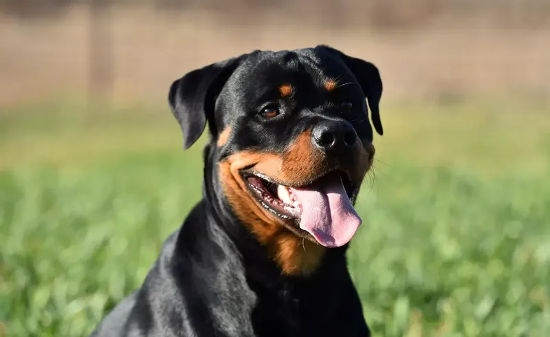 Can Rottweilers Drink Goat Milk? Breeding Facts and What to Expect