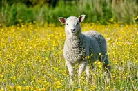 Can Sheep Drink Raw Goats Milk? Facts, Risks, and Practical Tips