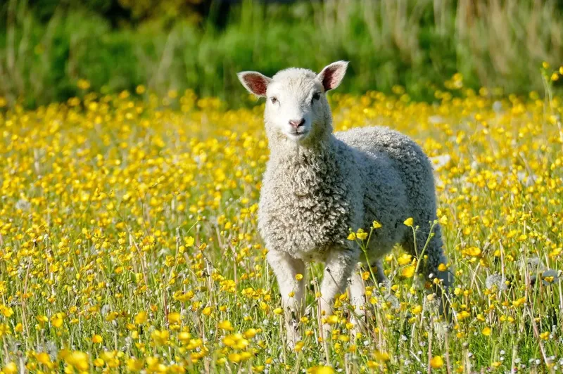 Can Sheep Drink Raw Goats Milk?