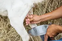 Can Someone Allergic To Milk Use Goats Milk? Facts, Risks, and Practical Tips