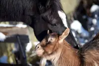 Can Strangles From Horse Be Passed To Goats? What Goat Owners Need to Know
