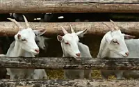 Can Too Much Penicillin Given To Baby Goat Die? Causes, Symptoms, and Treatment Options