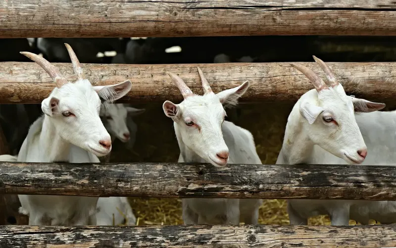 Can Too Much Penicillin Given To Baby Goat Die? Causes, Symptoms, and Treatment Options